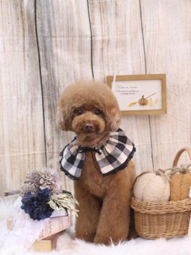 20241019ろこちゃん